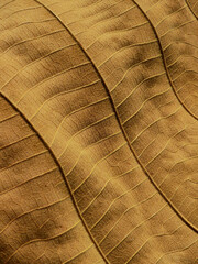 Sticker - close up dry brown leaf texture ( teak leaf )