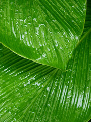 Poster - wet green leaf after rain