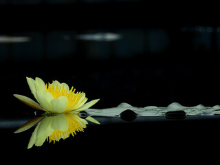 Poster - yellow lotus blooming on water in the pond with reflection