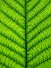 Wall Mural - close up green leaf texture of Golden gardenia tree ( Gardenia sootepensis Hutch )