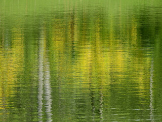 Wall Mural - colorful water reflection of tree in the pond at spring