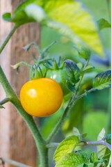 Sticker - Sweet juicy red, yellow and green tomatoes ripening on a branch in a greenhouse