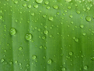 Wall Mural - water drops on green banana leaf texture, macro shot of nature