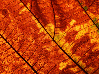 Poster - autumn brown leaf texture ( teak leaf )