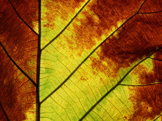 Wall Mural - autumn colorful leaf texture ( teak leaf )