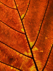 Sticker - autumn brown leaf texture ( teak leaf )