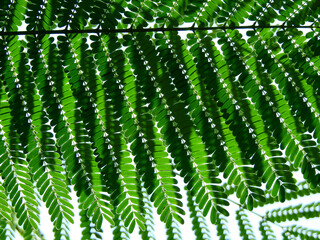 Sticker - green leaf of The Flame tree ( Delonix regia (Hook.) Raf. ) with shadow of sunlight