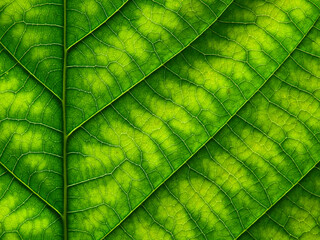 Poster - close up green leaf texture of Golden gardenia tree ( Gardenia sootepensis Hutch )