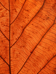 Poster - texture of brown teak leaf