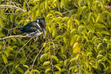 Wall Mural - A kingfisher perched on a tree branch