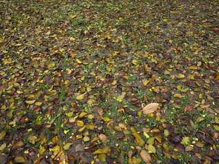 Poster - colorful fallen leaf on the wet ground after rain