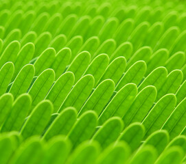 Poster - close up green leaf of Golden Flame Tree ( Delonix regia (Bojer ex Hook) Raf. )