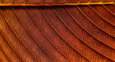 Sticker - close up dry brown leaf of Elephant apple (Dillenia indica) texture