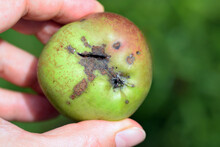 Fungal Disease Apple Scab Caused By Venturia Inaequalis Fungus. Woman Holds Apple Infected With This Pathogen