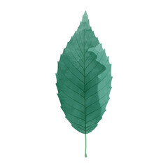 Wall Mural - Vector watercolor illustration of a green leaf isolated on background.