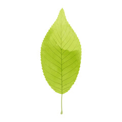 Wall Mural - Vector watercolor illustration of a yellow green leaf isolated on background.