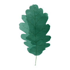 Wall Mural - Vector watercolor illustration of an oak leaf isolated on background.