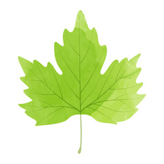 Wall Mural - Vector watercolor illustration of a yellow green maple leaf isolated on background.