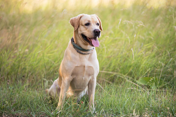 Wall Mural - Adorable Labrador dog sitting in the green park