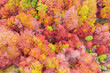 Autumn forest with colorful trees