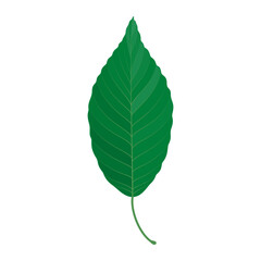 Wall Mural - Vector illustration of a green leaf isolated on background.