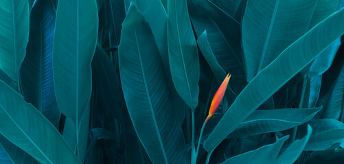 orange flower on light and dark tropical leaf nature background.paint dye of leaves and nature backg