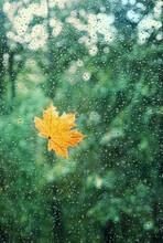 Autumn Orange Maple Leaf On Window Glass With Rainy Drops Texture, Abstract Blurred Background. Fall Season Concept. Symbol Of Autumn