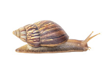 Snail With Brown Striped Shell, Crawl On The Floor.