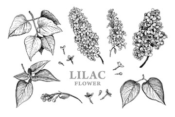 Set of hand drawn luxurious flowers and leaves of Lilac. Vector illustration of plant elements for floral design. Black and white sketch isolated on a white background. Beautiful bouquet of Lila