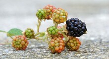 Waterdrops On A Ripening Blackberries On A Twig. Summer Fruits Growth