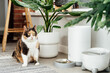 Adorable colorful cat waiting for food from automatic smart feeder in cozy home interior. Home life with a pet. Healthy pet food diet concept. Selective focus, copy space