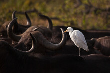 White Egret On Black Buffalo 14779