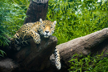 Jaguar Resting On A Log In A Natural Setting As A Zoo Animal In Alabama.