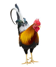 Colorful Free Range Male Rooster Isolated On White Background