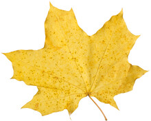Orange Maple Leaf Isolated On Transparent Background. Autumn Dry Leaf.