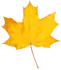 orange maple leaf isolated on transparent background. autumn dry leaf.