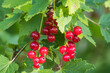Red currants on a bush