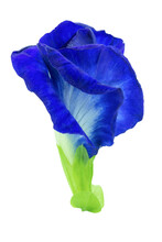 Butterfly Pea, Blue Pea Isolated On White Background With Clipping Path.