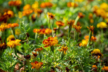 Beautiful Tagetes Flowers On A City Flower Bed On A Sunny Summer Day