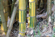 Photograph Of A Beautiful Bamboo Grove.	