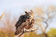 Great Horned Owl on a branch