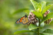 Close Up Monarch Butterfly Perched On Milkweed Flower
