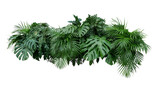 Fototapeta Koty - Tropical leaves foliage plant bush floral arrangement nature backdrop on transparent background