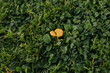 Chanterelle mushroom on a background of green grass.