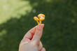Chanterelle mushroom in hand on a background of green grass.