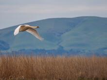 Mute Swan Flying Over Marsh Wetland With Hills In Background