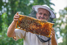 Beekeeper Works In A Hive - Adds Bees Frame, Watching Bees