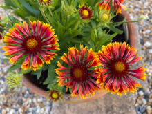 Bright, Vibrant Gaillardia 'Spimtop Copper' Flowers, Growing In A Flower Pot.