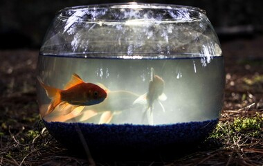 gold fish in fish tank