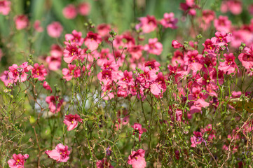  Diascia fetcaniensis pink purple flowering twinspur plant, group of small flowers in bloom, green leaves
